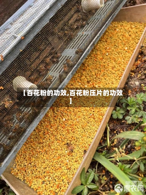 【百花粉的功效,百花粉压片的功效】