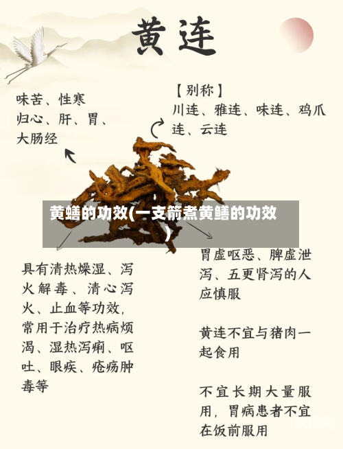 黄蟮的功效(一支箭煮黄鳝的功效)