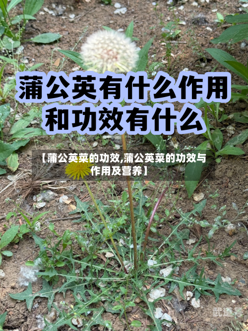 【蒲公英菜的功效,蒲公英菜的功效与作用及营养】