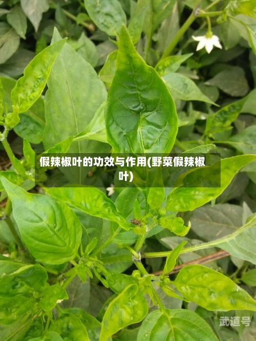 假辣椒叶的功效与作用(野菜假辣椒叶)