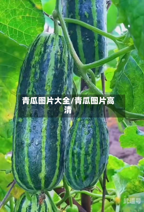 青瓜图片大全/青瓜图片高清