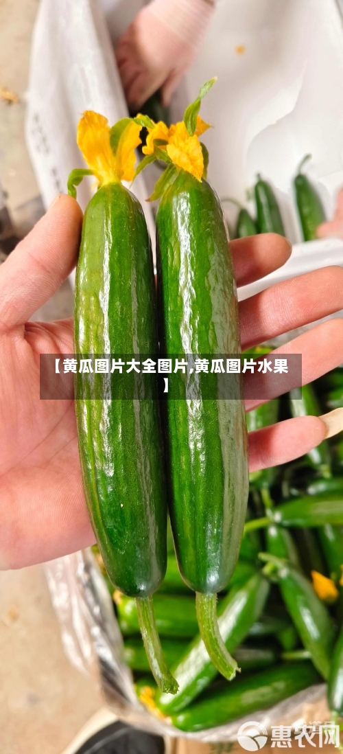 【黄瓜图片大全图片,黄瓜图片水果】