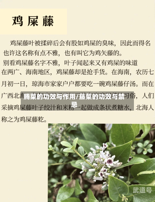 腾菜的功效与作用/藤菜的功效与禁忌