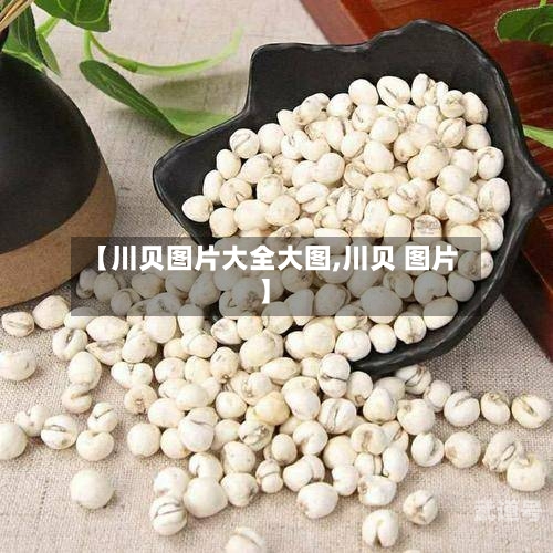 【川贝图片大全大图,川贝 图片】