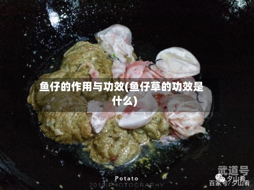 鱼仔的作用与功效(鱼仔草的功效是什么)