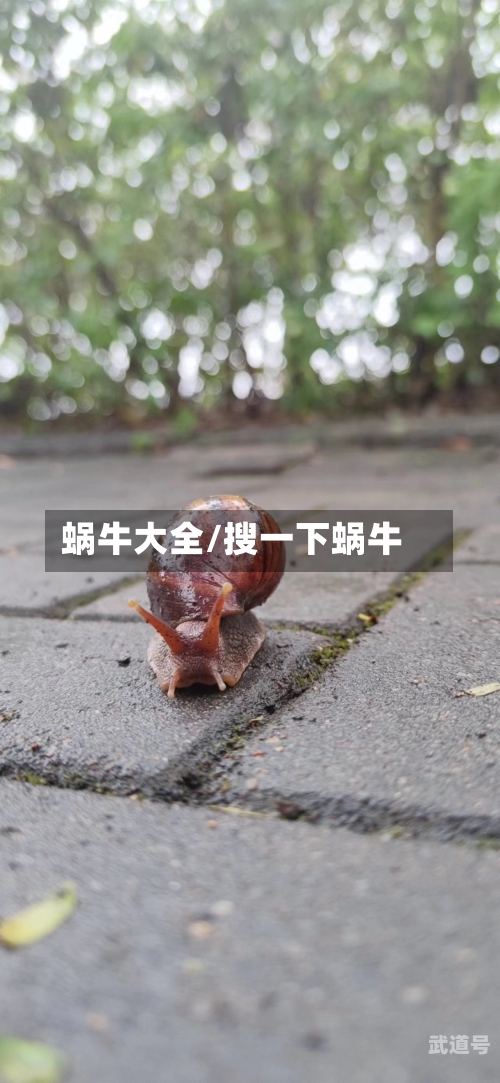 蜗牛大全/搜一下蜗牛