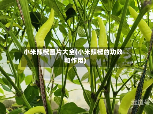 小米辣椒图片大全(小米辣椒的功效和作用)