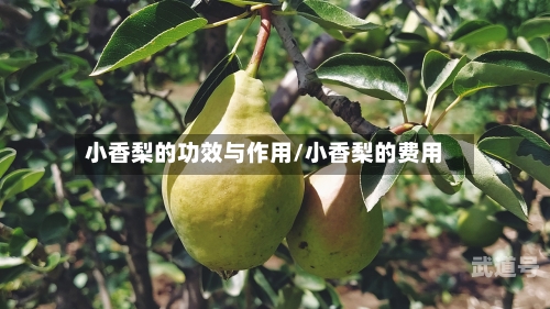 小香梨的功效与作用/小香梨的费用