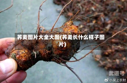 荞麦图片大全大图(荞麦长什么样子图片)