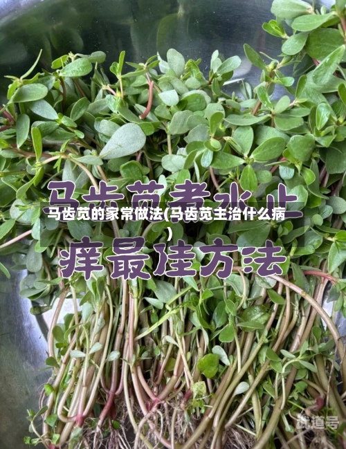 马齿苋的家常做法(马齿苋主治什么病)