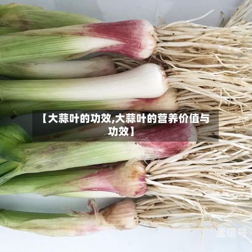 【大蒜叶的功效,大蒜叶的营养价值与功效】-第2张图片