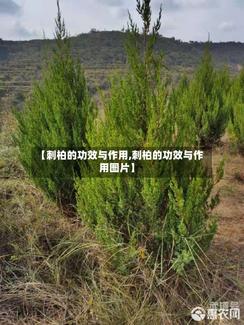 【刺柏的功效与作用,刺柏的功效与作用图片】