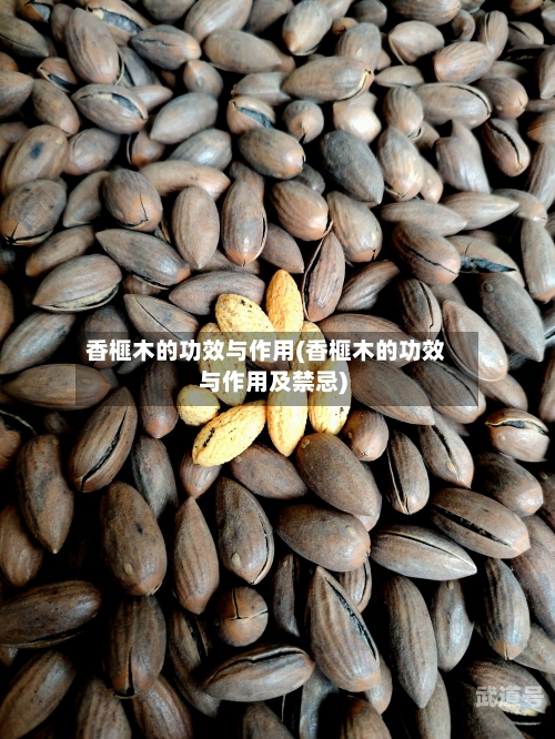 香榧木的功效与作用(香榧木的功效与作用及禁忌)