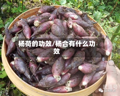 杨荷的功效/杨合有什么功效