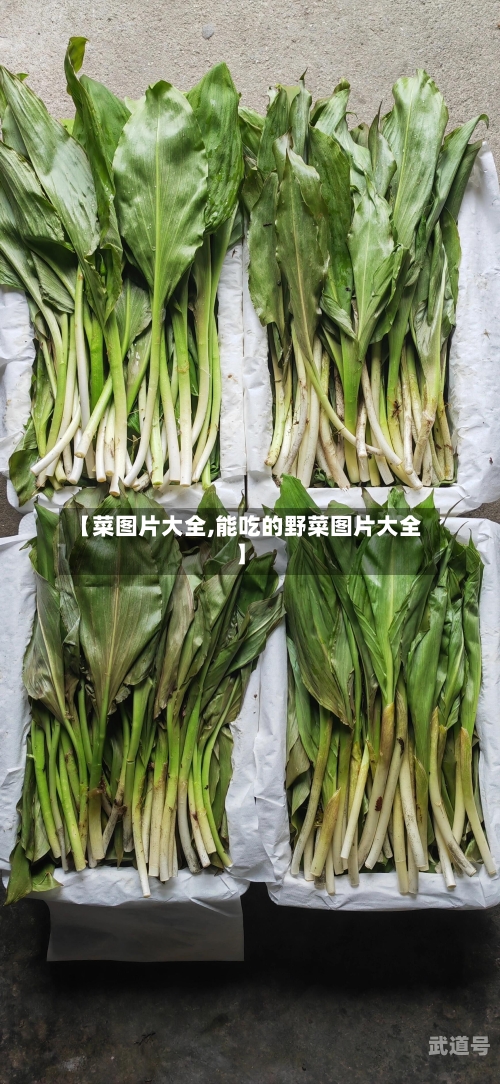 【菜图片大全,能吃的野菜图片大全】