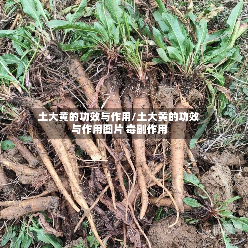 土大黄的功效与作用/土大黄的功效与作用图片 毒副作用