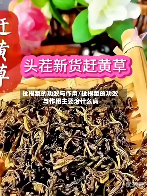 扯根菜的功效与作用/扯根菜的功效与作用主要治什么病