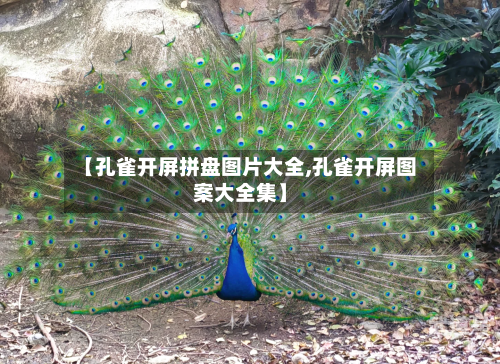 【孔雀开屏拼盘图片大全,孔雀开屏图案大全集】-第3张图片