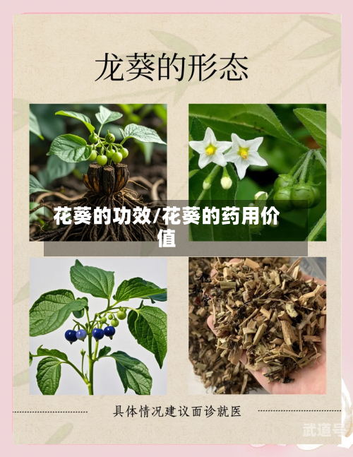 花葵的功效/花葵的药用价值