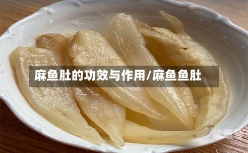麻鱼肚的功效与作用/麻鱼鱼肚