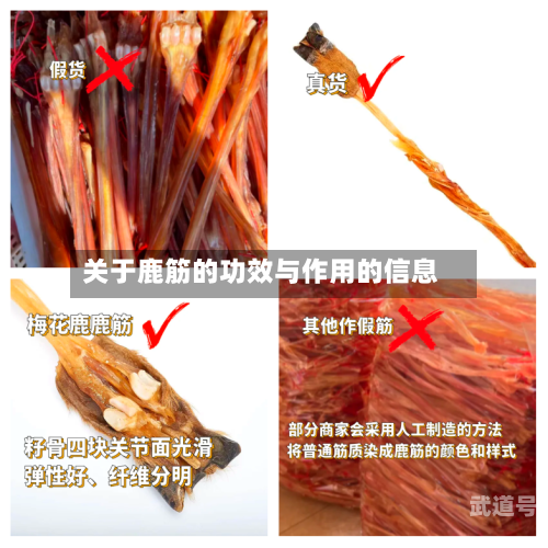 关于鹿筋的功效与作用的信息