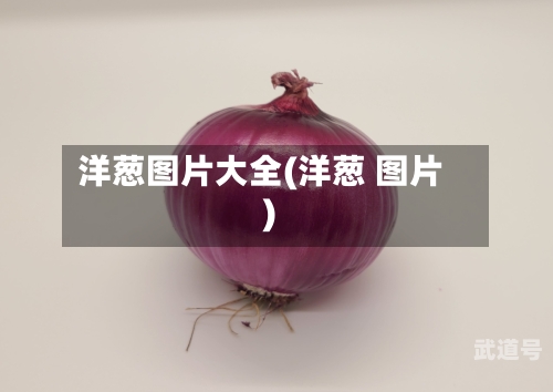洋葱图片大全(洋葱 图片)