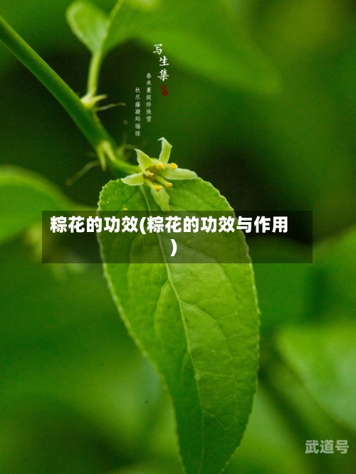 粽花的功效(粽花的功效与作用)