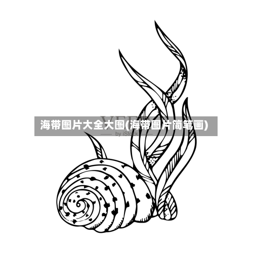 海带图片大全大图(海带图片简笔画)-第3张图片