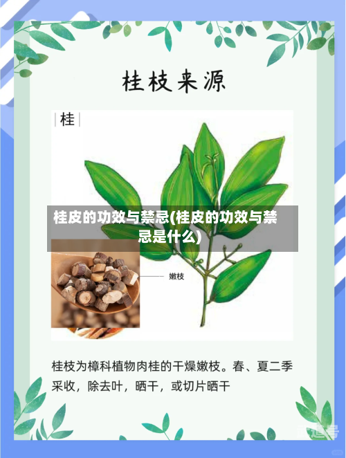 桂皮的功效与禁忌(桂皮的功效与禁忌是什么)