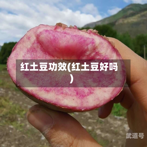 红土豆功效(红土豆好吗)