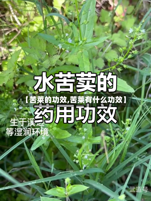 【苦莱的功效,苦莱有什么功效】