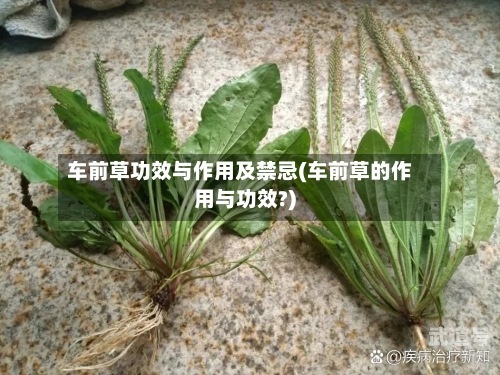 车前草功效与作用及禁忌(车前草的作用与功效?)-第3张图片