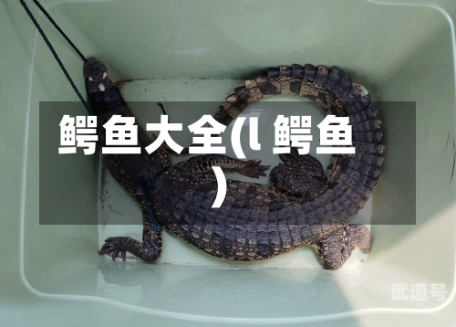 鳄鱼大全(l 鳄鱼)