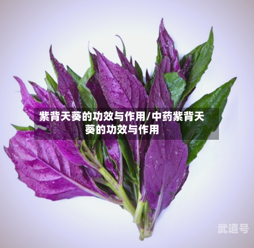 紫背天葵的功效与作用/中药紫背天葵的功效与作用