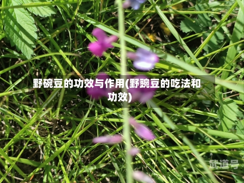 野碗豆的功效与作用(野豌豆的吃法和功效)-第3张图片