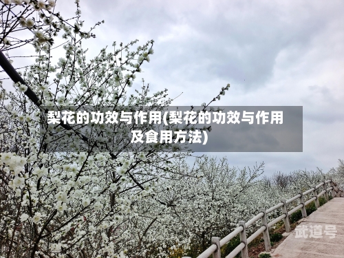 梨花的功效与作用(梨花的功效与作用及食用方法)
