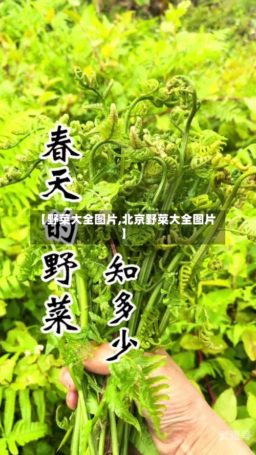 【野菜大全图片,北京野菜大全图片】