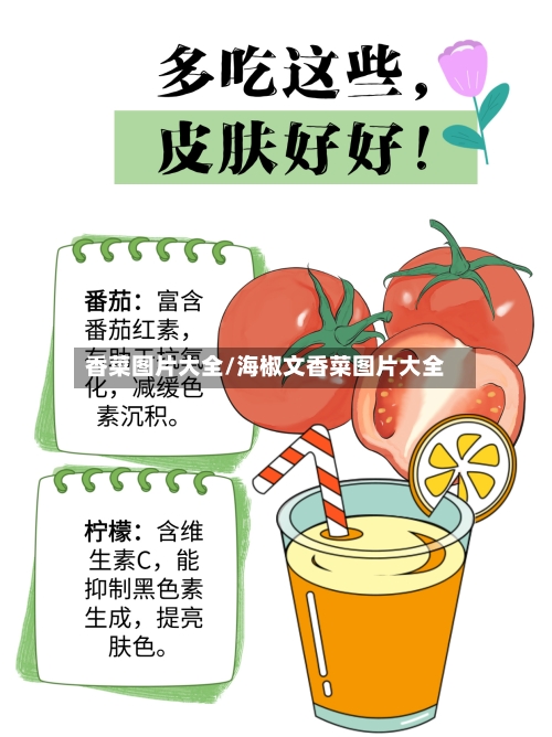 香菜图片大全/海椒文香菜图片大全