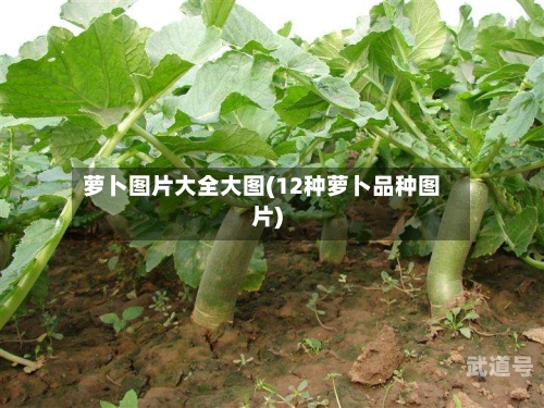 萝卜图片大全大图(12种萝卜品种图片)