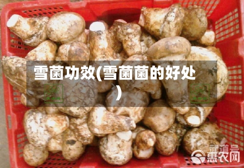 雪菌功效(雪菌菌的好处)