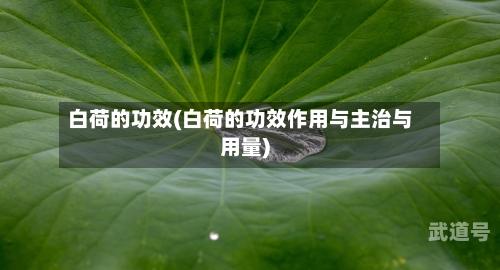 白荷的功效(白荷的功效作用与主治与用量)