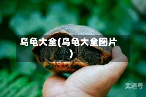 乌龟大全(乌龟大全图片)