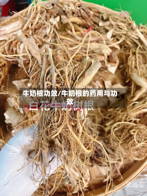 牛奶根功效/牛奶根的药用与功效