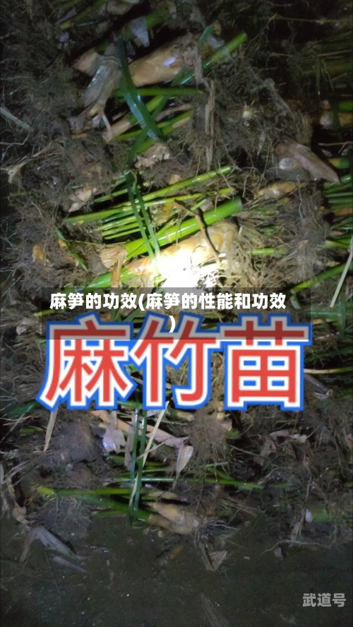 麻笋的功效(麻笋的性能和功效)