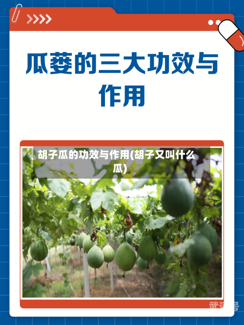 胡子瓜的功效与作用(胡子又叫什么瓜)