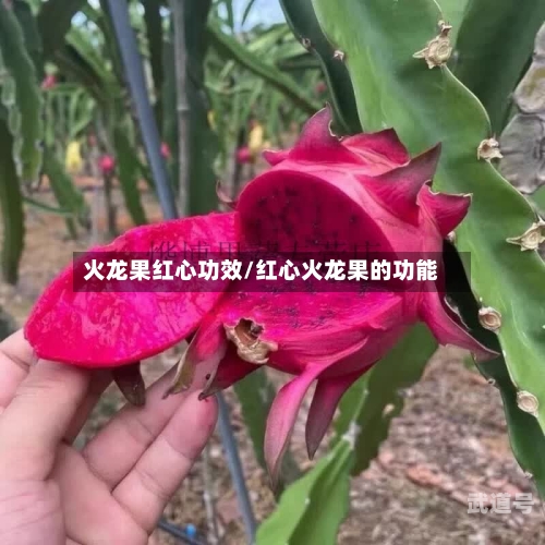 火龙果红心功效/红心火龙果的功能