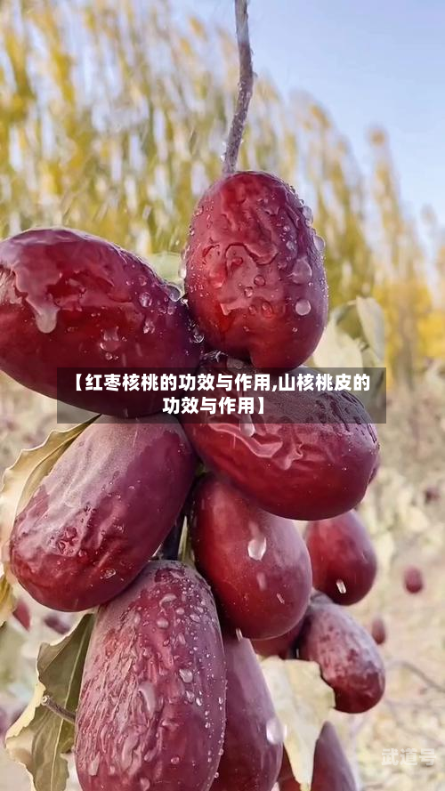 【红枣核桃的功效与作用,山核桃皮的功效与作用】