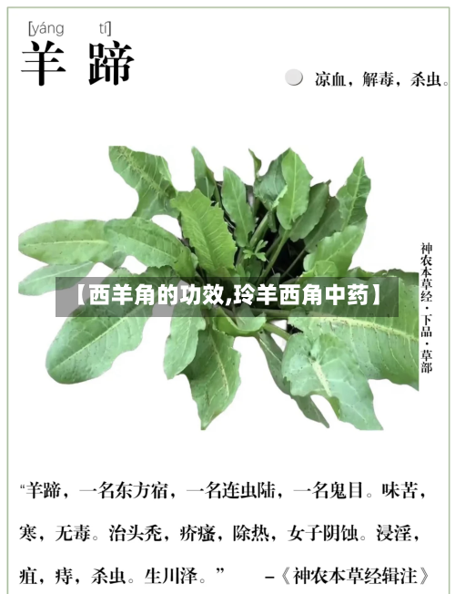 【西羊角的功效,玲羊西角中药】