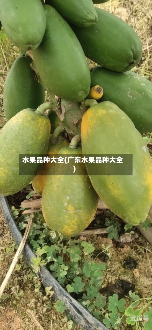 水果品种大全(广东水果品种大全)