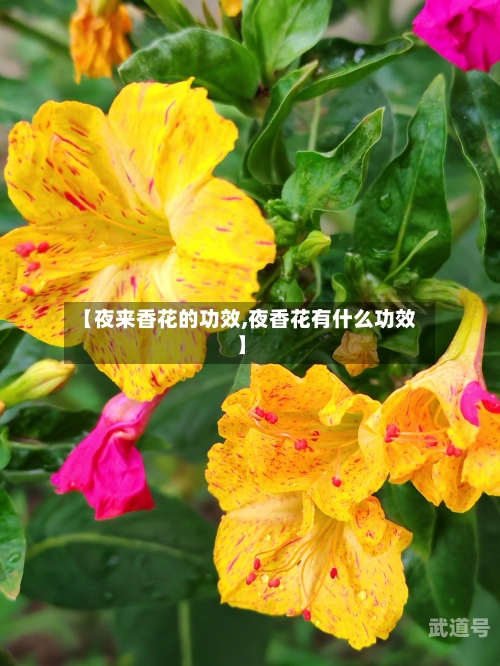 【夜来香花的功效,夜香花有什么功效】